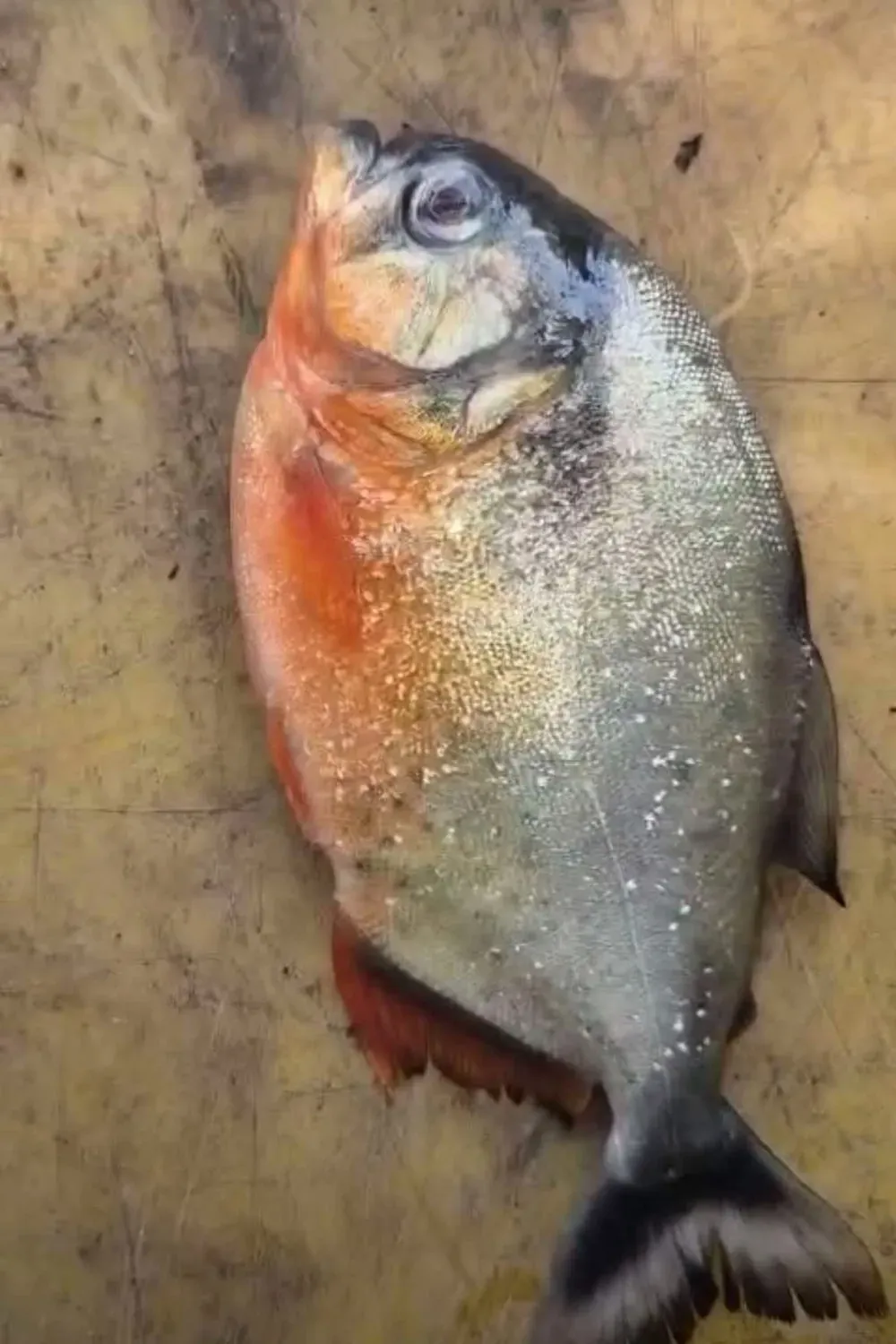 Pahang Fisheries Probes Alleged Piranha Find at Klau Dam